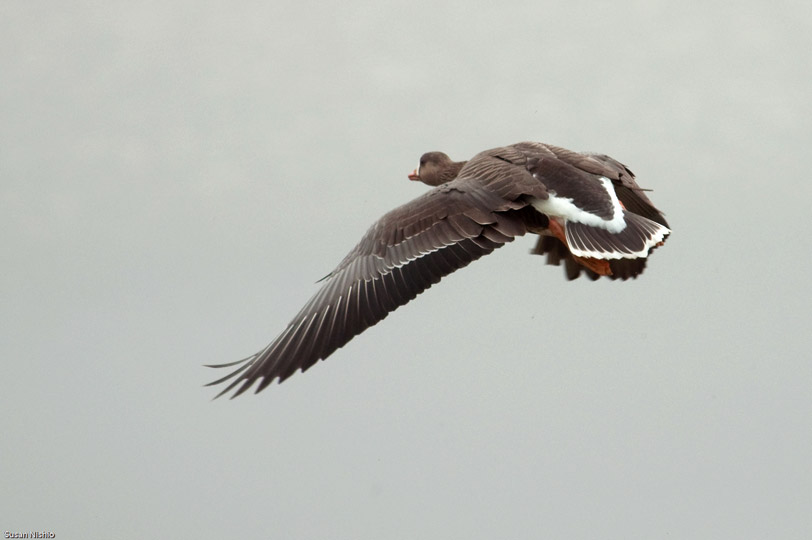 white fronted goose flying